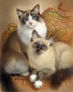 Des chats