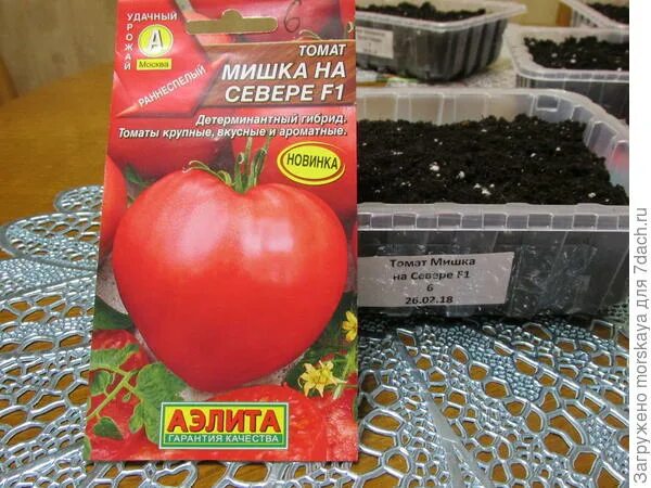 Томат медвежонок f1. Томат мишка на севере. Томат мишка на севере f1. Томат суперранний ультраскороспелый. Томат медвежонок f1.