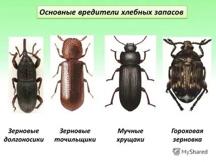 Виды вредных организмов
