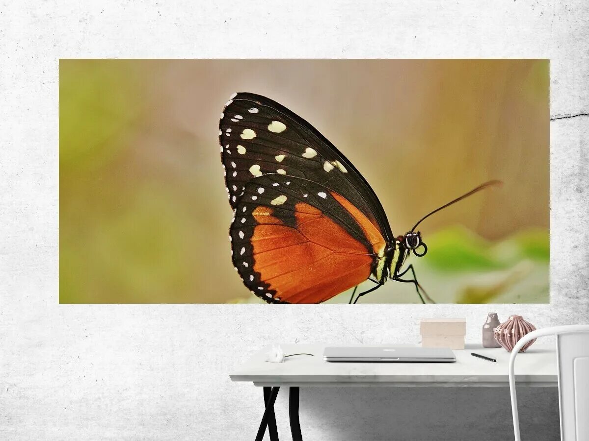mariposas Beautiful butterflies, Butterfly, Moth