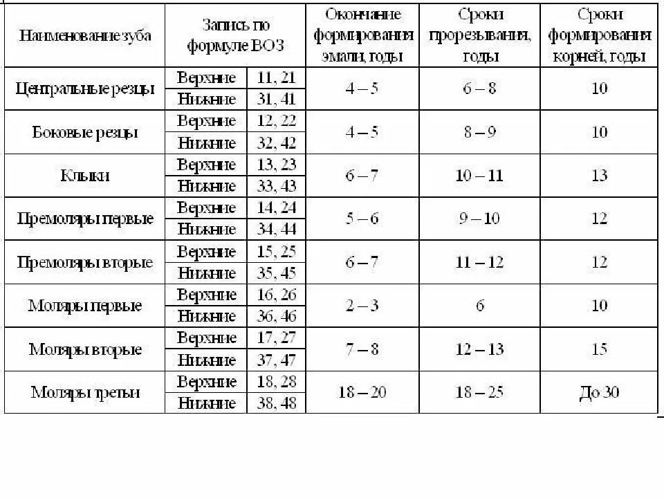 Сроки смены. Время прорезывания постоянных зубов у детей таблица. Сроки прорезывания постоянных зубов. Сроки формирования корней постоянных зубов. Сроки формирования корней постоянных зубов у детей таблица.