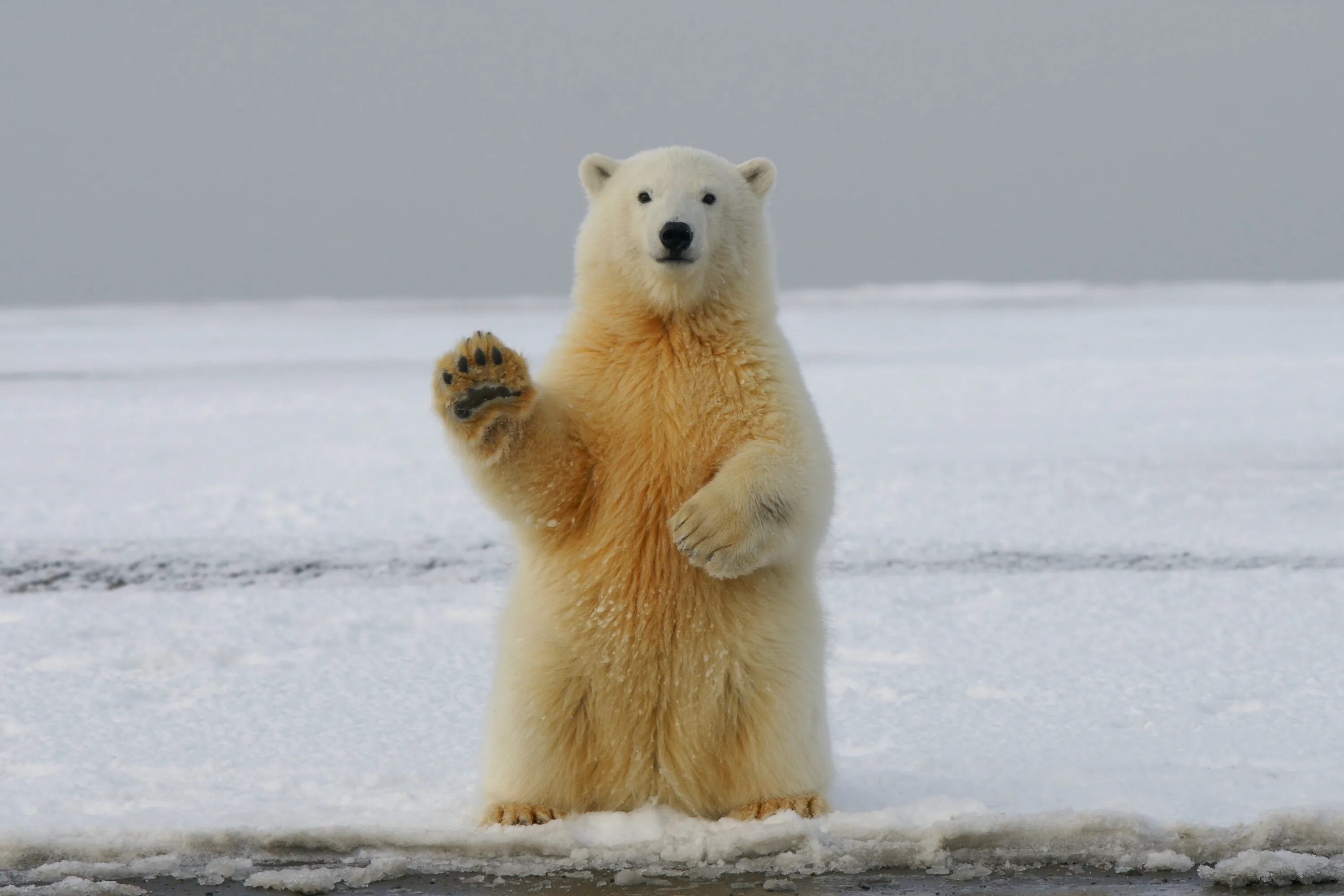 Ice animals. Полярные медведи на Чукотке. Белый медведь. Полярный медведь. Белый мишка.
