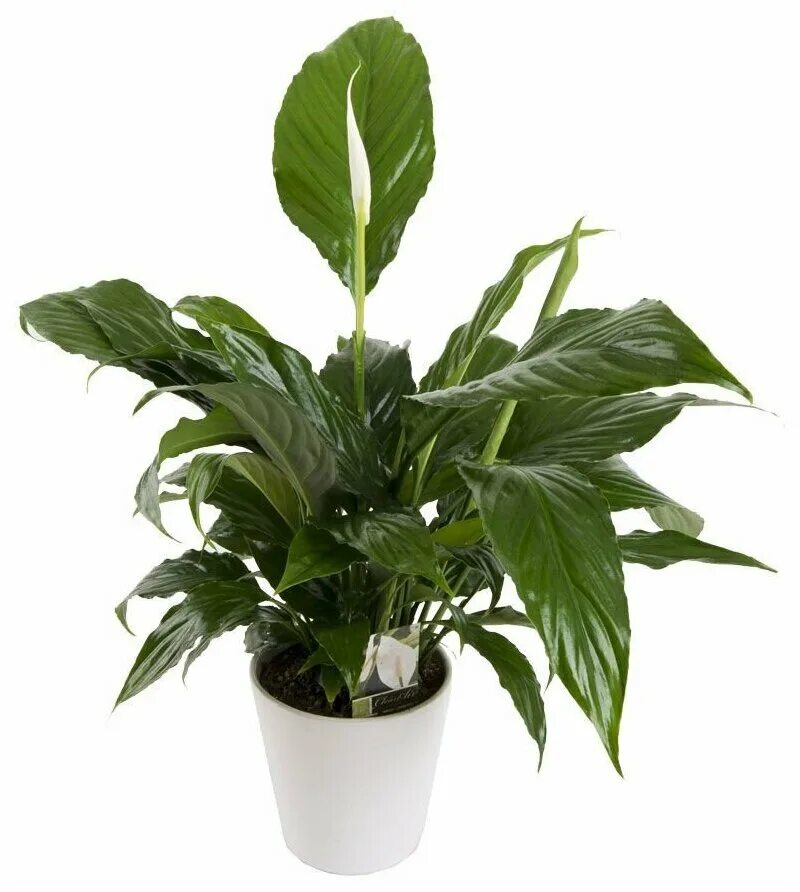спатифиллум прелестный. спатифиллум bellini. спатифиллум канна. спатифиллум уоллиса (spathiphyllum wallisii). спатифиллум вивальди.