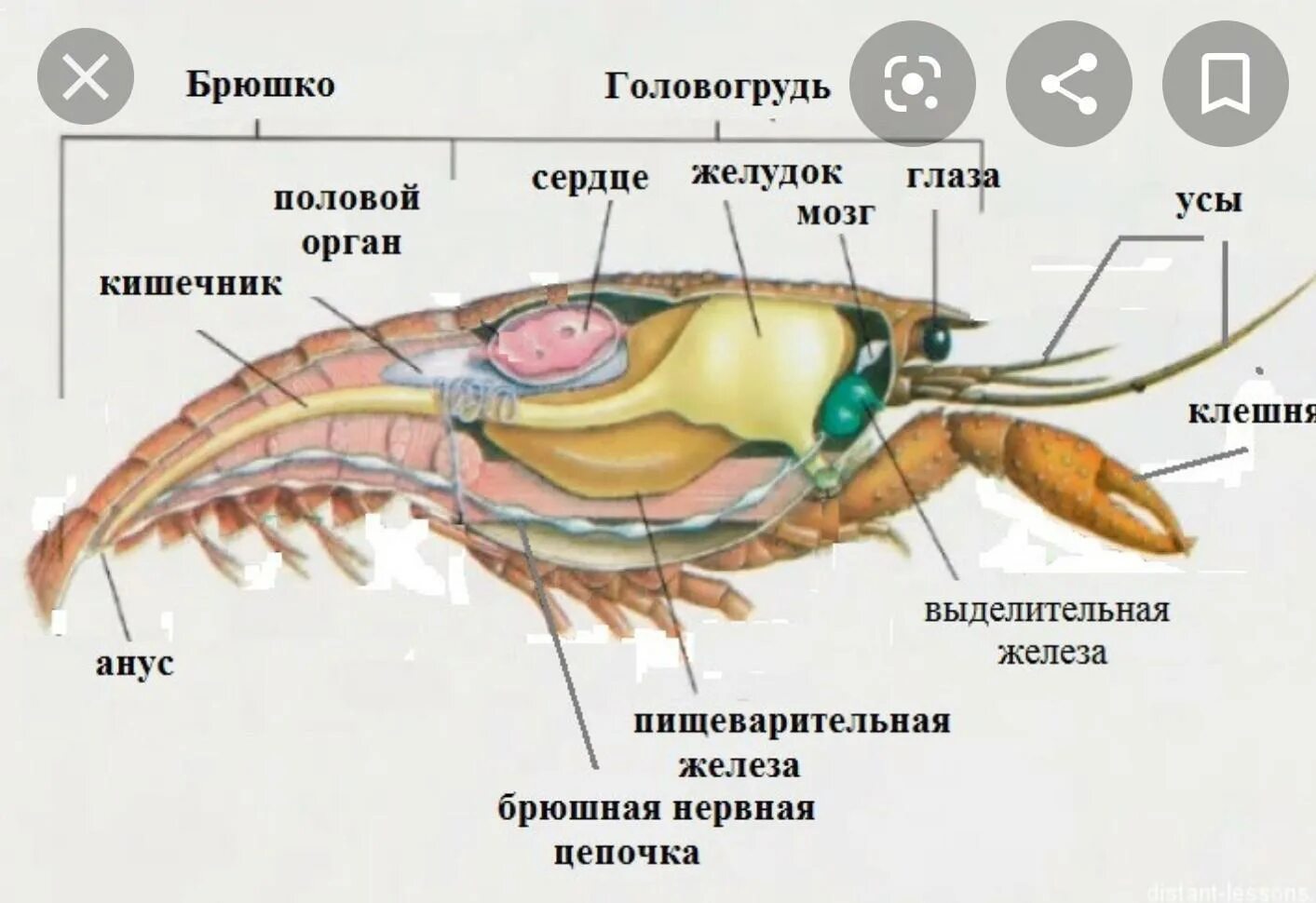 Что содержит рака