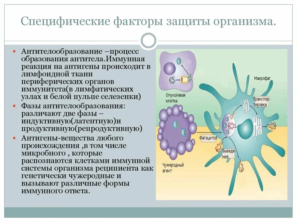 Специфические факторы иммунной защиты организма. Антигены специфические факторы защиты. Специфические факторы защиты организма (антитела).. Специфические факторы защиты организма антителообразование. Антитела иммунной системы