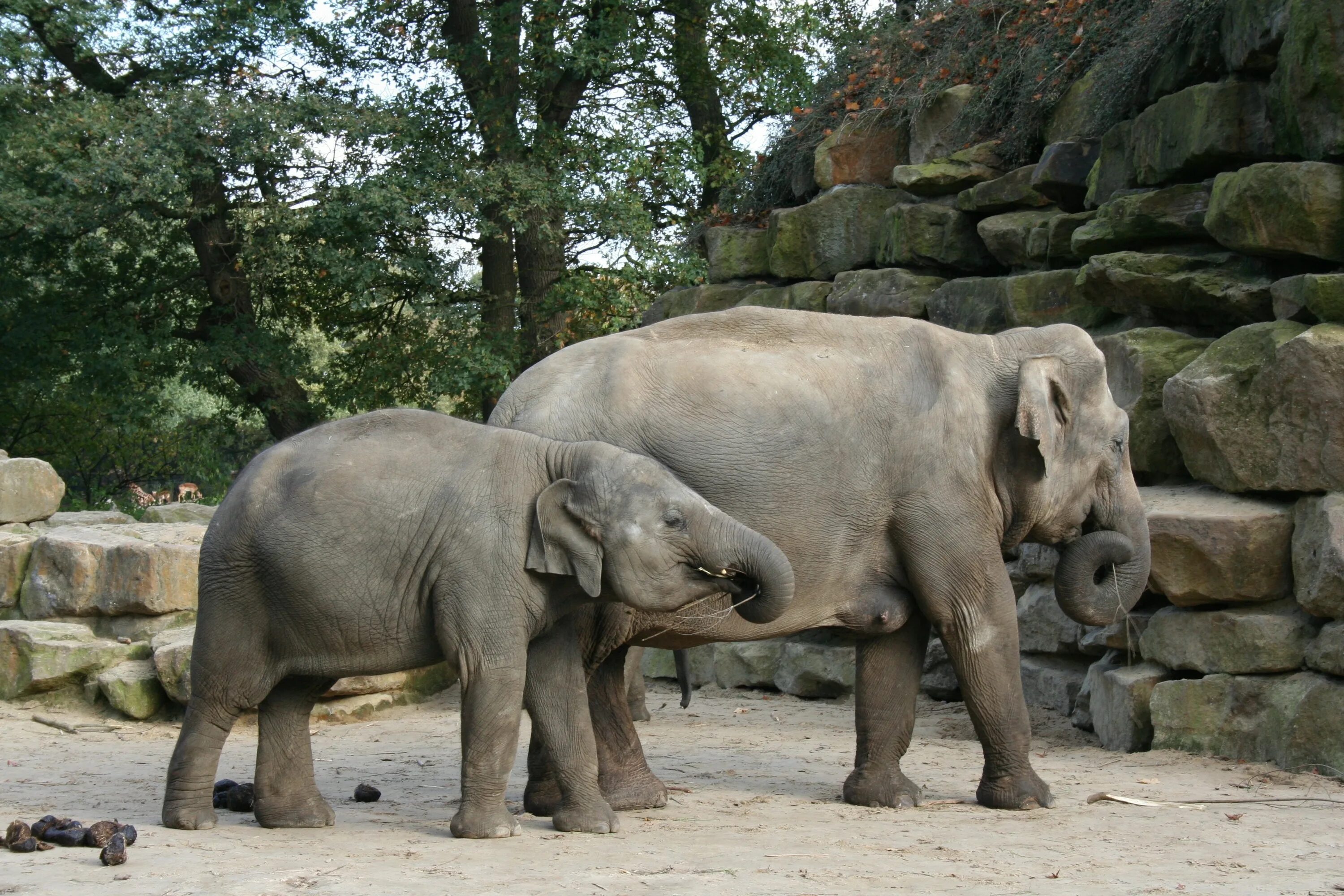 Elephant child. Животные зоопарка. Зоопарк диких животных. Звери в зоопарке. Дикие звери в зоопарке.