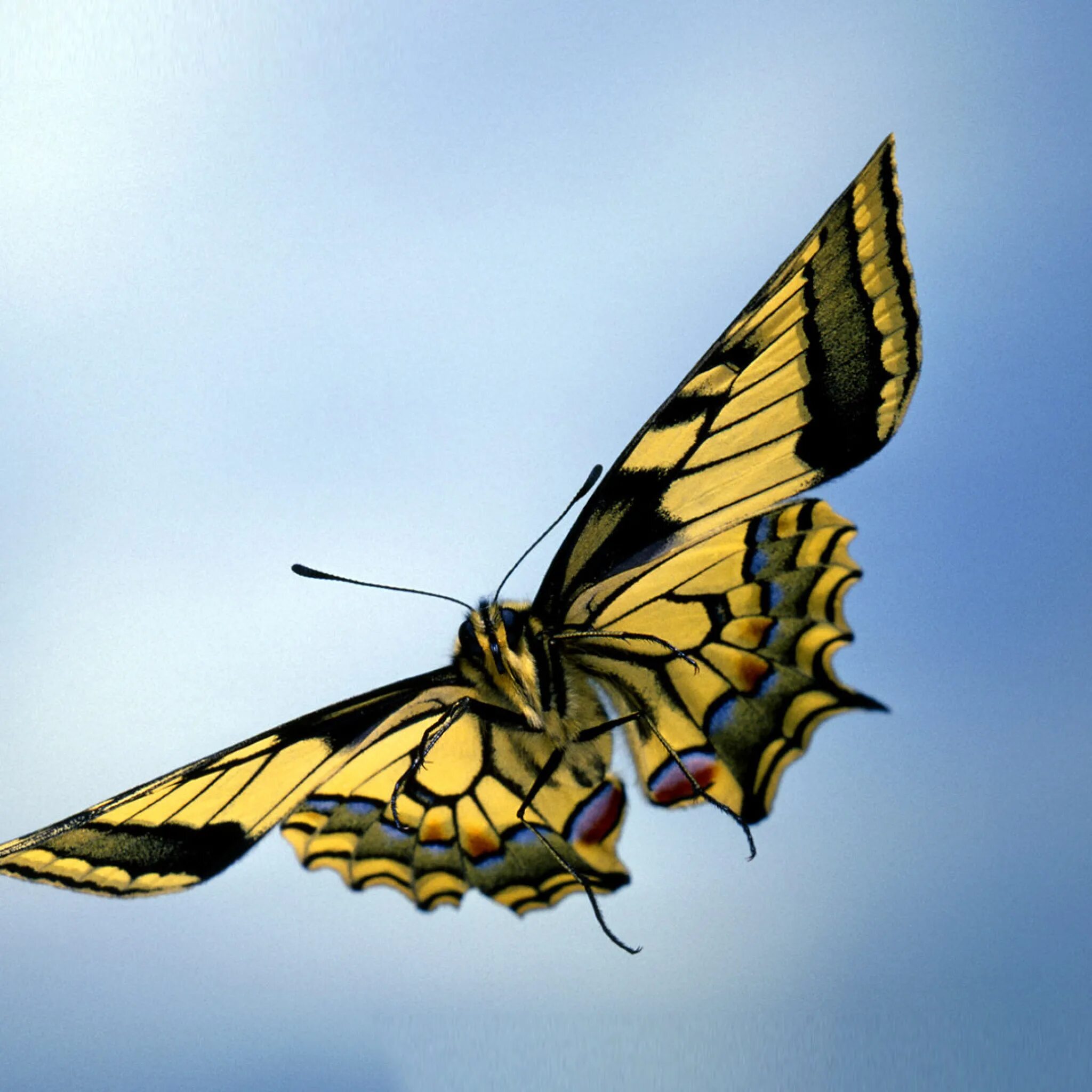 Взмах крыльев мотылька 2000. Бабочки летают. Бабочка в полете. Полет бабочки. Мотылек в полете.