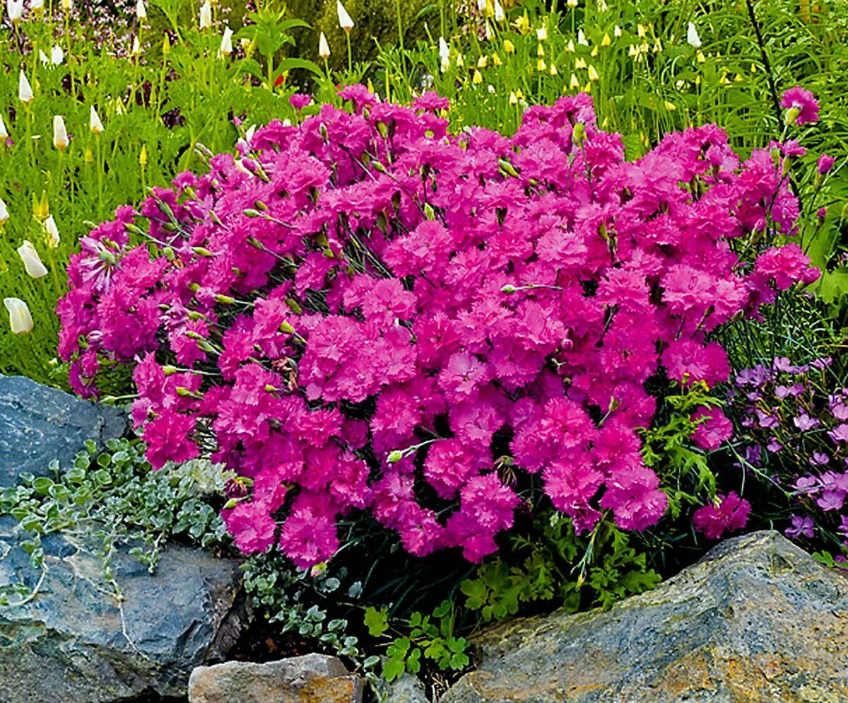 Многолетние цветы розового цвета. Гвоздика Альпийская Dianthus Alpinus. Гвоздика перистая многолетняя. Гвоздика перистая почвопокровная. Гвоздика травянка Альпийская.