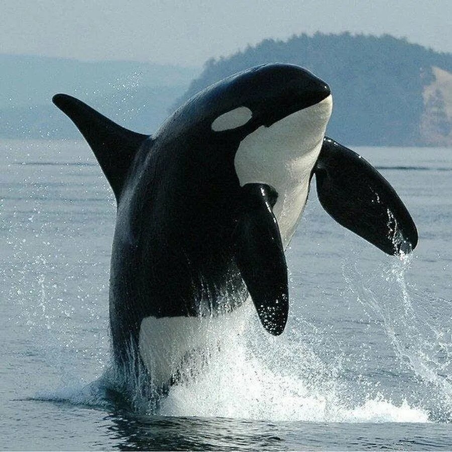 Orcinus orca коса́тка orca killer whale. Животные похожие на кита. Касатка это кит или дельфин. Животные похожие на кита. Антарктида кит касатка.