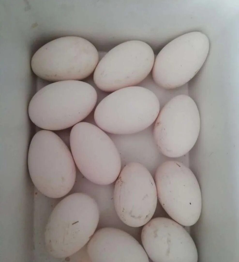Сколько стоит десяток гусиных яиц. Гусиные яйца. Цвет гусиного яйца. Гусиное яйцо вытянутое. Сколько стоит гусиное яйцо.