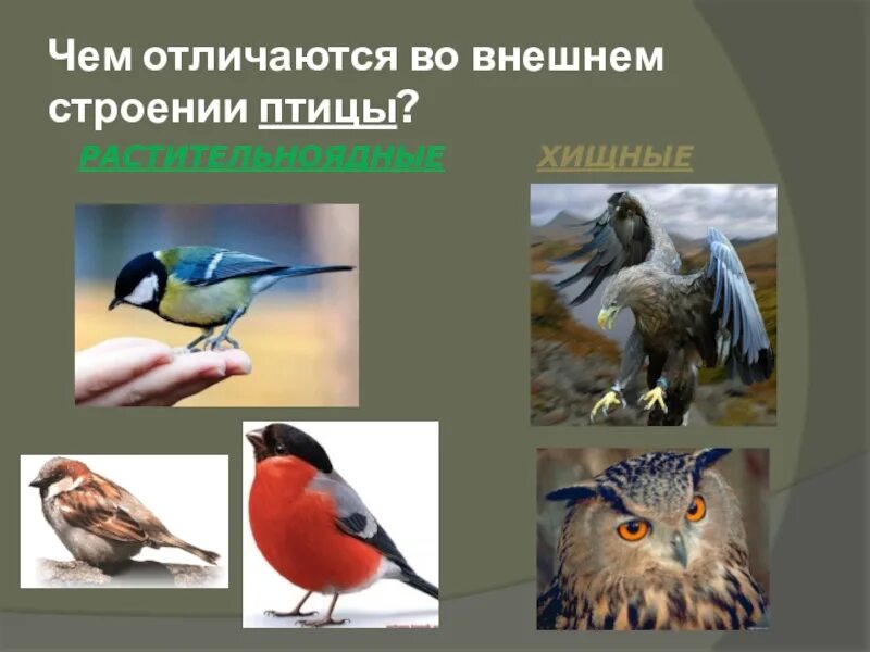 Клюв зерноядных птиц. Растительноядные птицы. птицы растительноядные названия. птицы хищные и растительноядные. птицы насекомоядные и растительноядные.