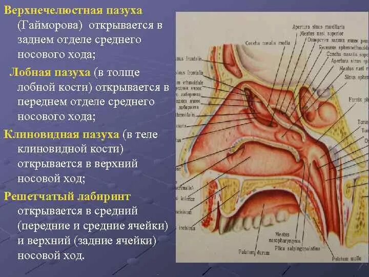 Околоносовые пазухи топография. Строение стенок гайморовой пазухи. Стенки верхнечелюстной пазухи анатомия кт. Передняя стенка гайморовой пазухи образована.