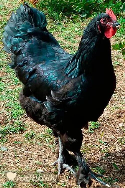 Куры с черным пером. Лангшан порода кур. Лангшан порода кур яйца. Лангшан петух. Чёрный Лангшан порода кур.