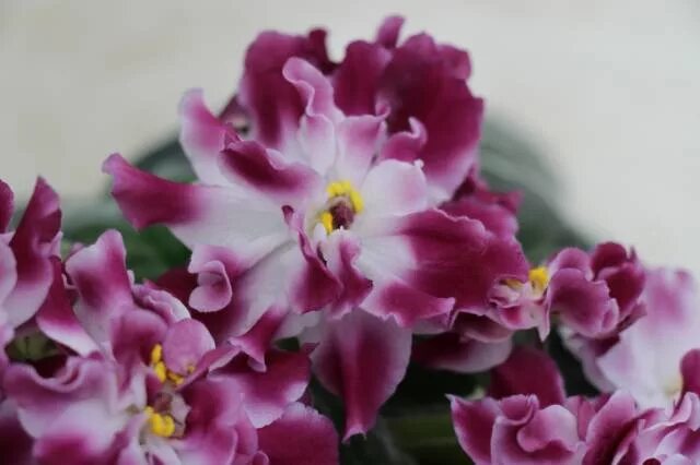 Фиалка рс страсть. Сорт фиалки страсть. Фиалка ват пламя страсти. Фиалка страсть. Фиалка страсть.