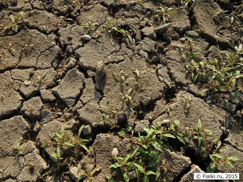 Почвы малоплодородны и сильно заболочены короткие. Илистый суглинок. Сапропель биокомплекс. Ил почва. Тяжелые почвы.