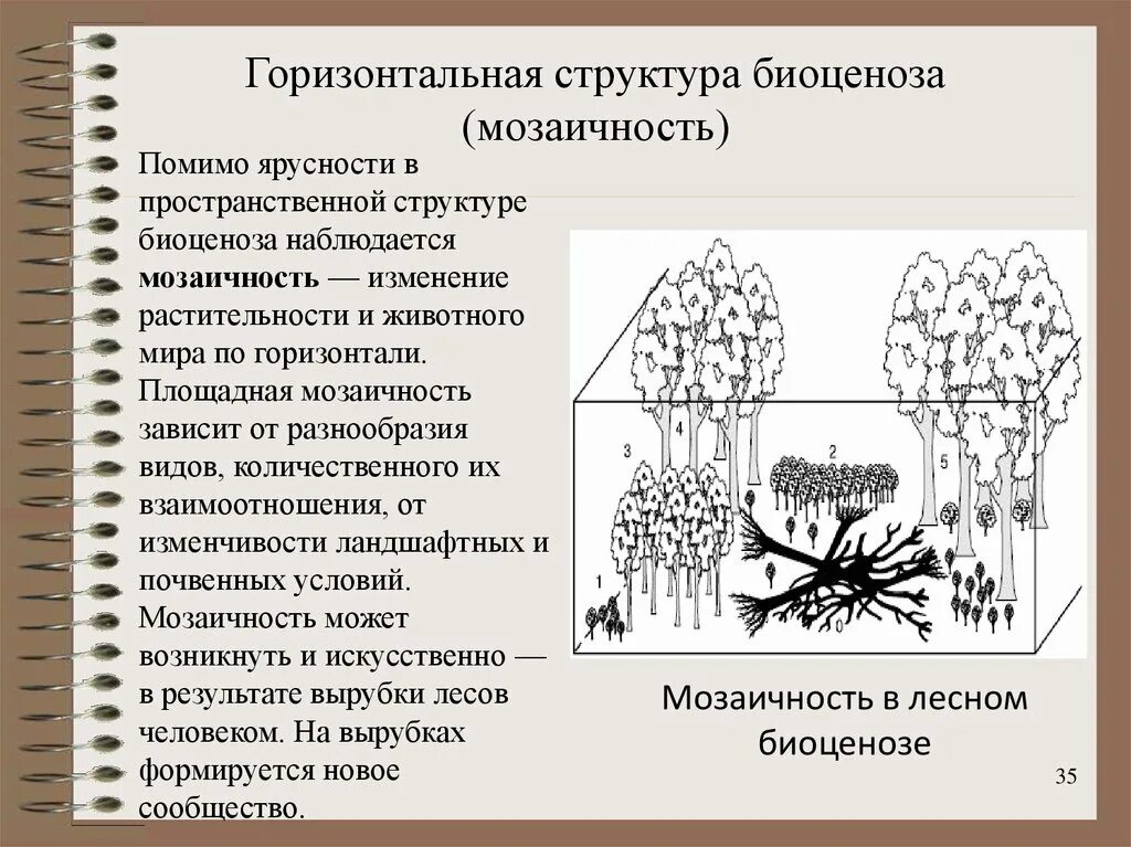 Горизонтальная структура биоценоза мозаичность. Структура биоценоза мозаичность. Горизонтальная пространственная структура биоценоза. Горизонтальная структура биоценоза ярусность.