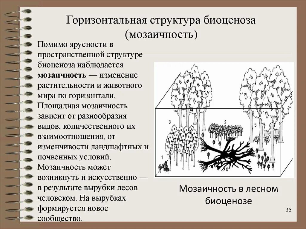 Горизонтальная структура биоценоза мозаичность. Структура биоценоза мозаичность. Горизонтальная пространственная структура биоценоза. Горизонтальная структура биоценоза ярусность. Первостепенную роль в развитии биоценозов выполняют