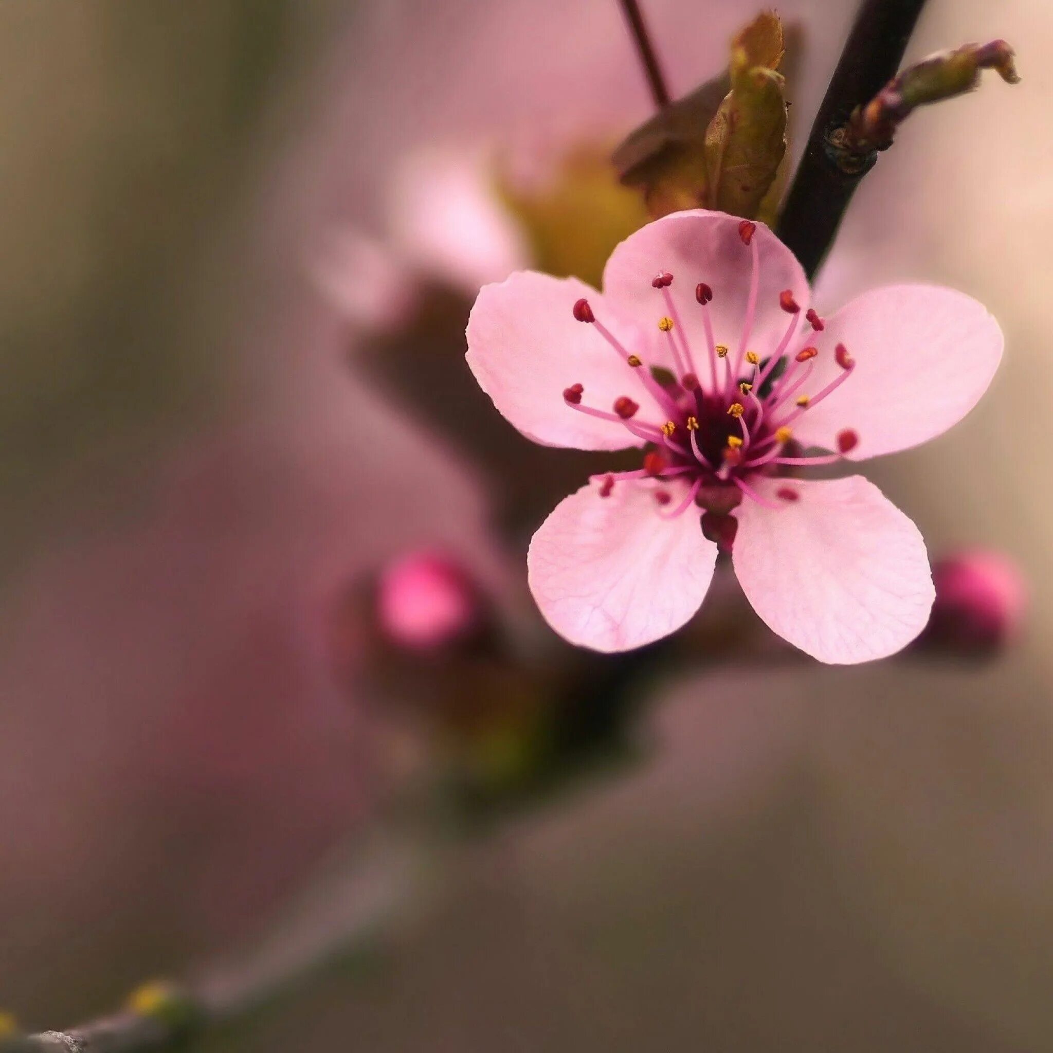 Цветы Сакуры. Цветы вишни. Веточка цветущей вишни. Ветка Сакуры. Blooming blossom