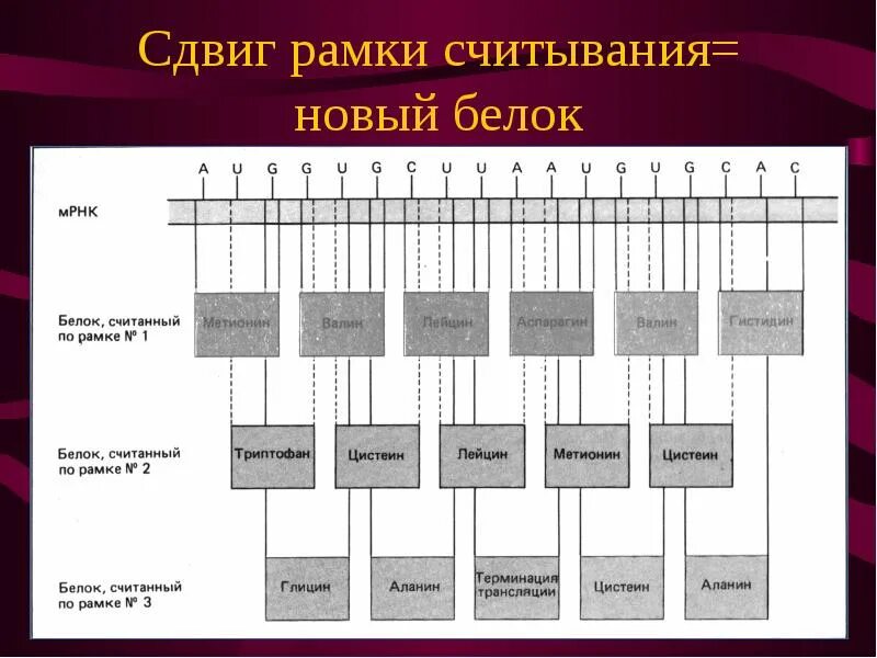 Открытая рамка считывания это что. Рамки считывания днк. Рамки считывания днк. Открытая рамка считывания егэ. Aav open reading frame.