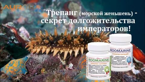 Трепанг полезные свойства