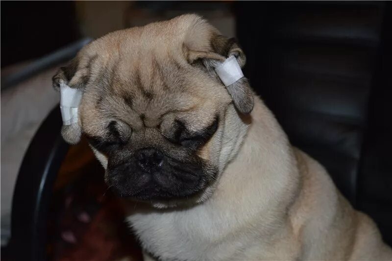 Уши мопса. Форма ушей мопса. Лысый мопс порода. Уши мопса. Мопс гладкошерстный.