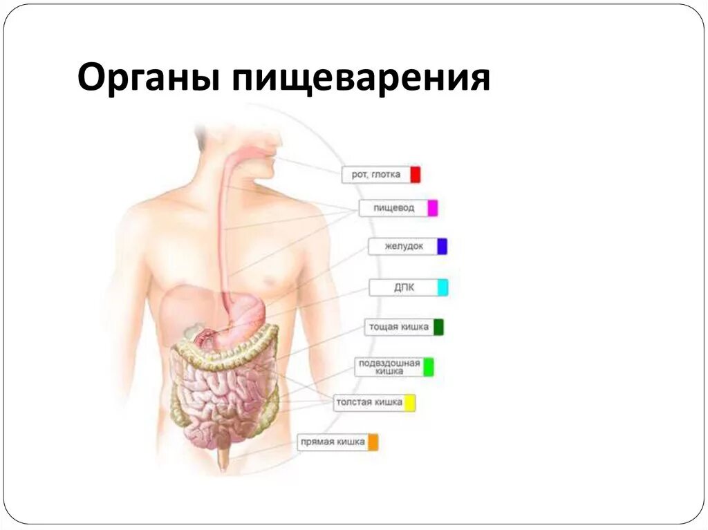 Пищеварительная система причины. Заболевания органов пищеварения. Болезни системы пищеварения. Заболевания пищеварительной системы человека. Заболевания органов пишеварени.