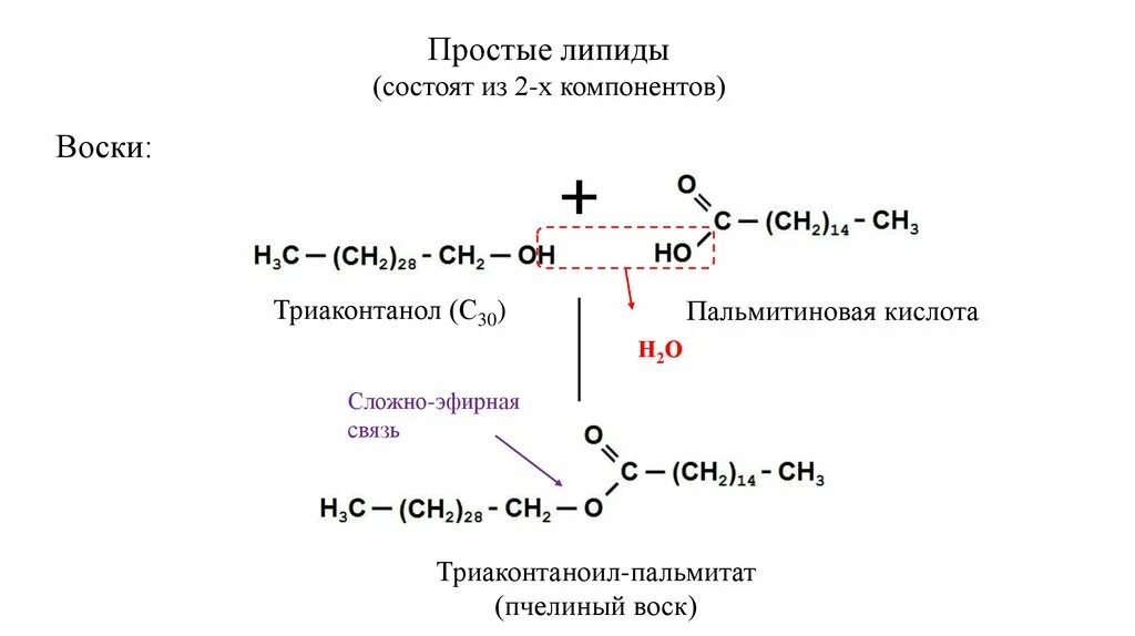 Связи липидов. Функции воска липиды. Простые липиды. Простые липиды состоят из. Функции простых липидов.