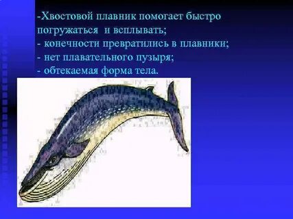 Обтекаемая форма тела животных