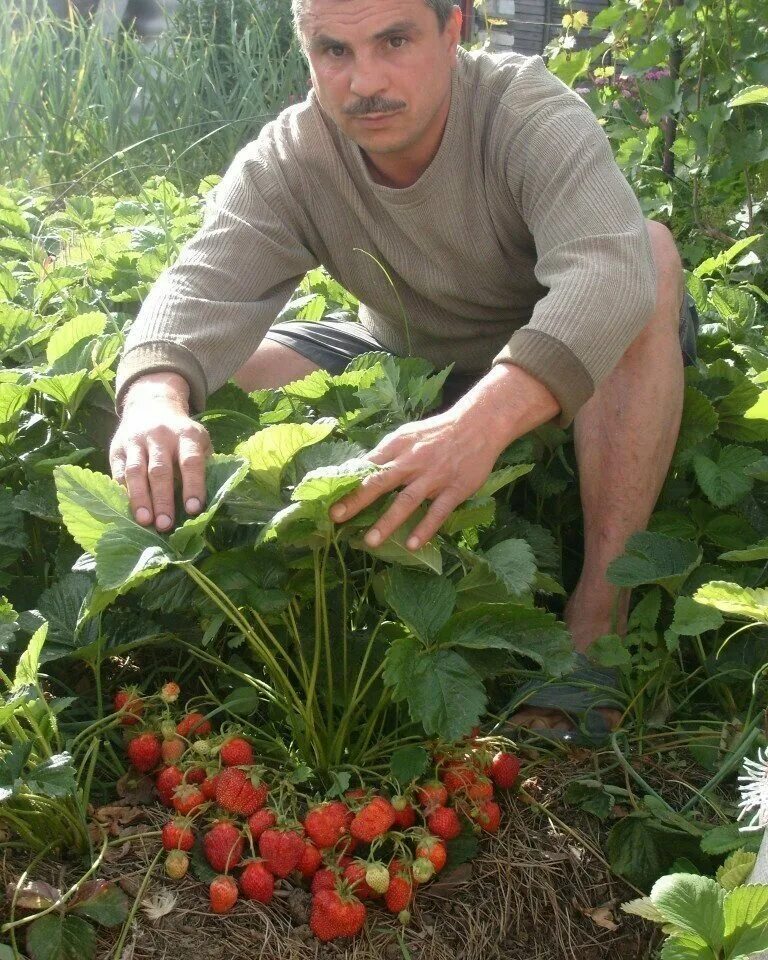 Какой сорт лучше сажать