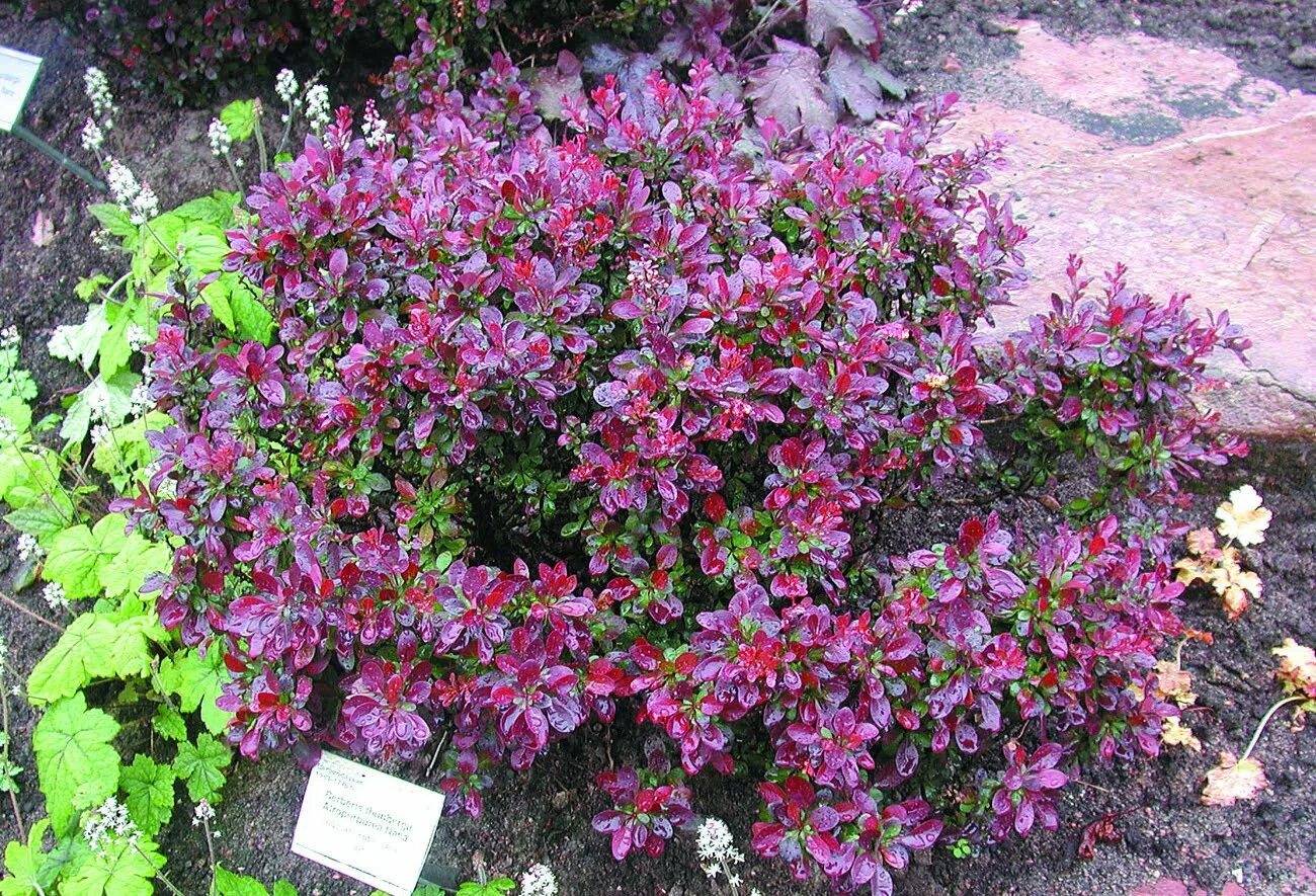 Барбарис нано. Барбарис атропурпуреа. барбарис тунберга atropurpurea. барбарис тунберга атропурпуреа.