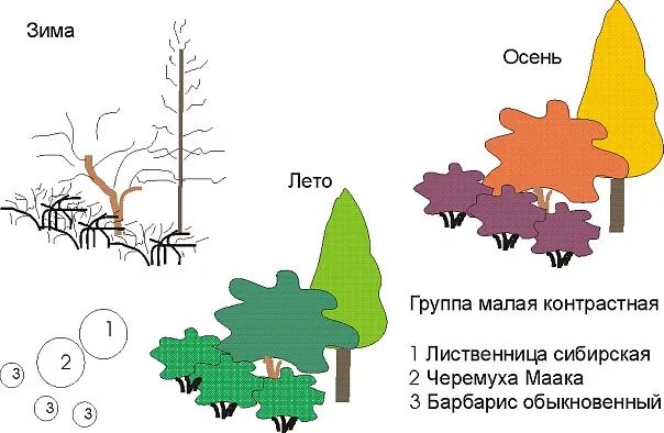 Три группы деревьев. Группы деревьев и кустарников схемы. группа из деревьев и кустарников. группа деревьев схема. группа из трех деревьев.