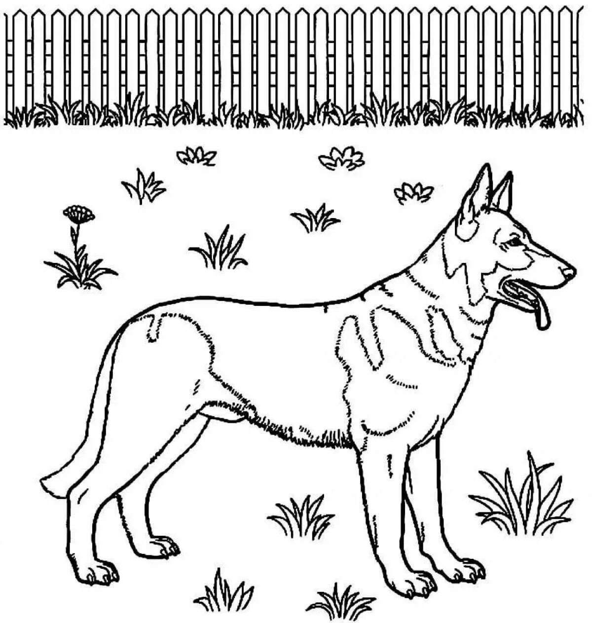 Служебные собаки раскраски