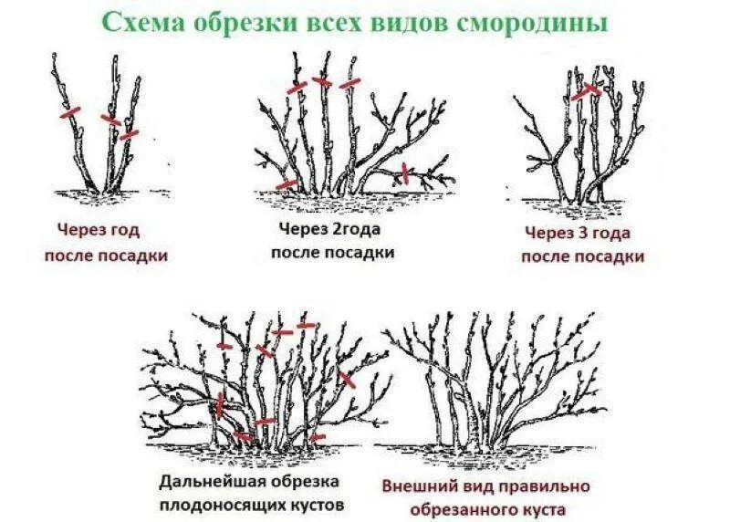 Когда обрезать крыжовник. Мичуринский метод обрезки черной смородины схема. Схема обрезки черной смородины весной. Мичуринский способ обрезки черной смородины. Правильная обрезка смородины весной схема.