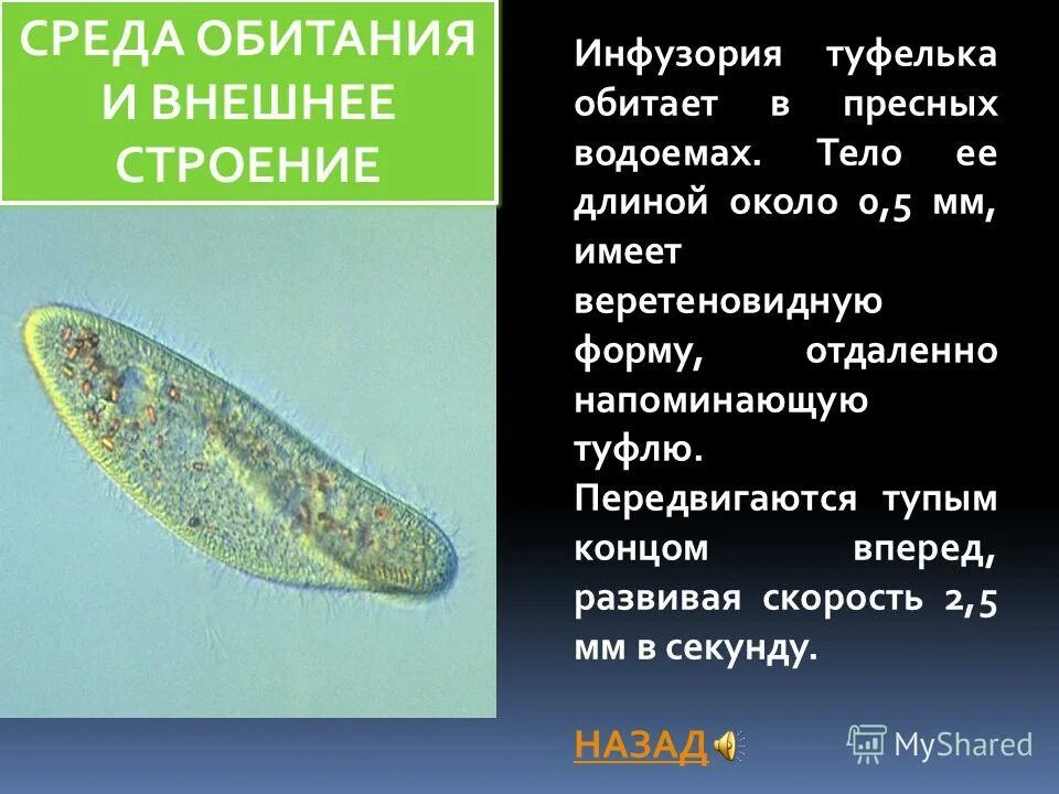 Инфузория-туфелька инфузории. Реснички инфузории туфельки строение. Строение реснички инфузории. Инфузория туфелька 5 класс биология. Жизнедеятельности инфузории туфельки