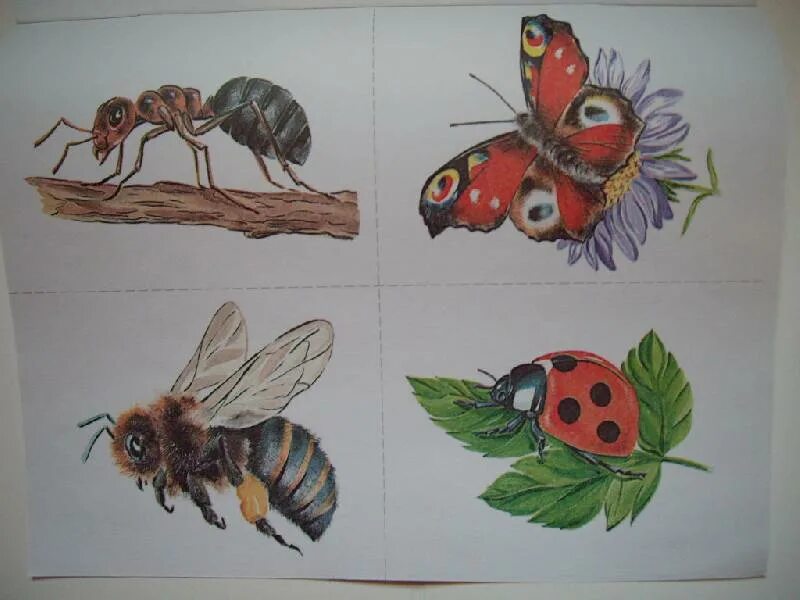 Насекомые тема детского сада. Рисование насекомых в саду. Насекомые для дошкольников. Детские рисунки насекомых. Рисование насекомых в детском саду.