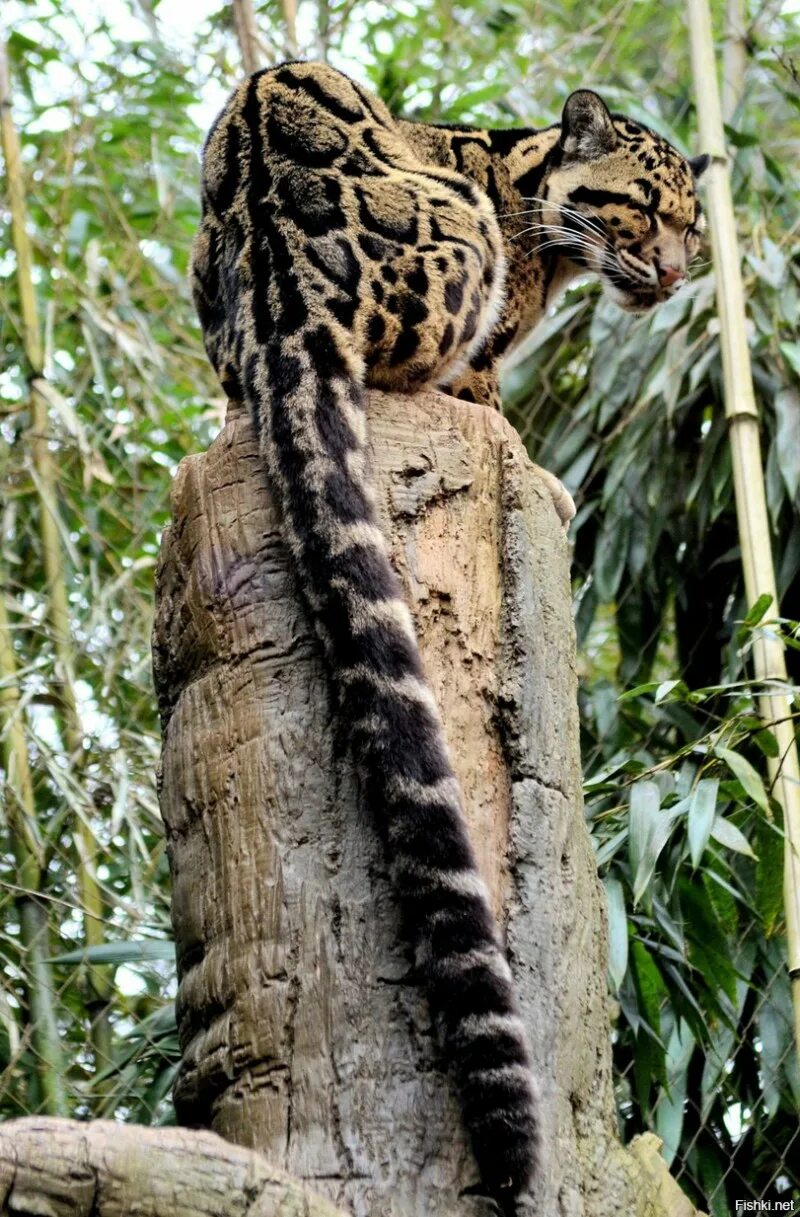 6. Хвост тигра. Борнео дымчатый леопард. Леопард длинный хвост. Гепард картинки.