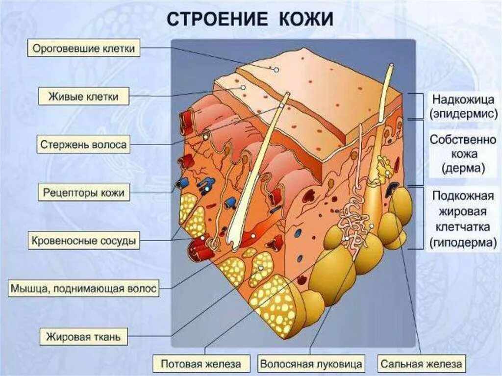 Тест по биологии строение и функции кожи. Послойное строение кожи. слой 1) эпидермис 2) дерма 3) гиподерма. строение кожи эпидермис дерма. клетки эпидермиса кожи человека.