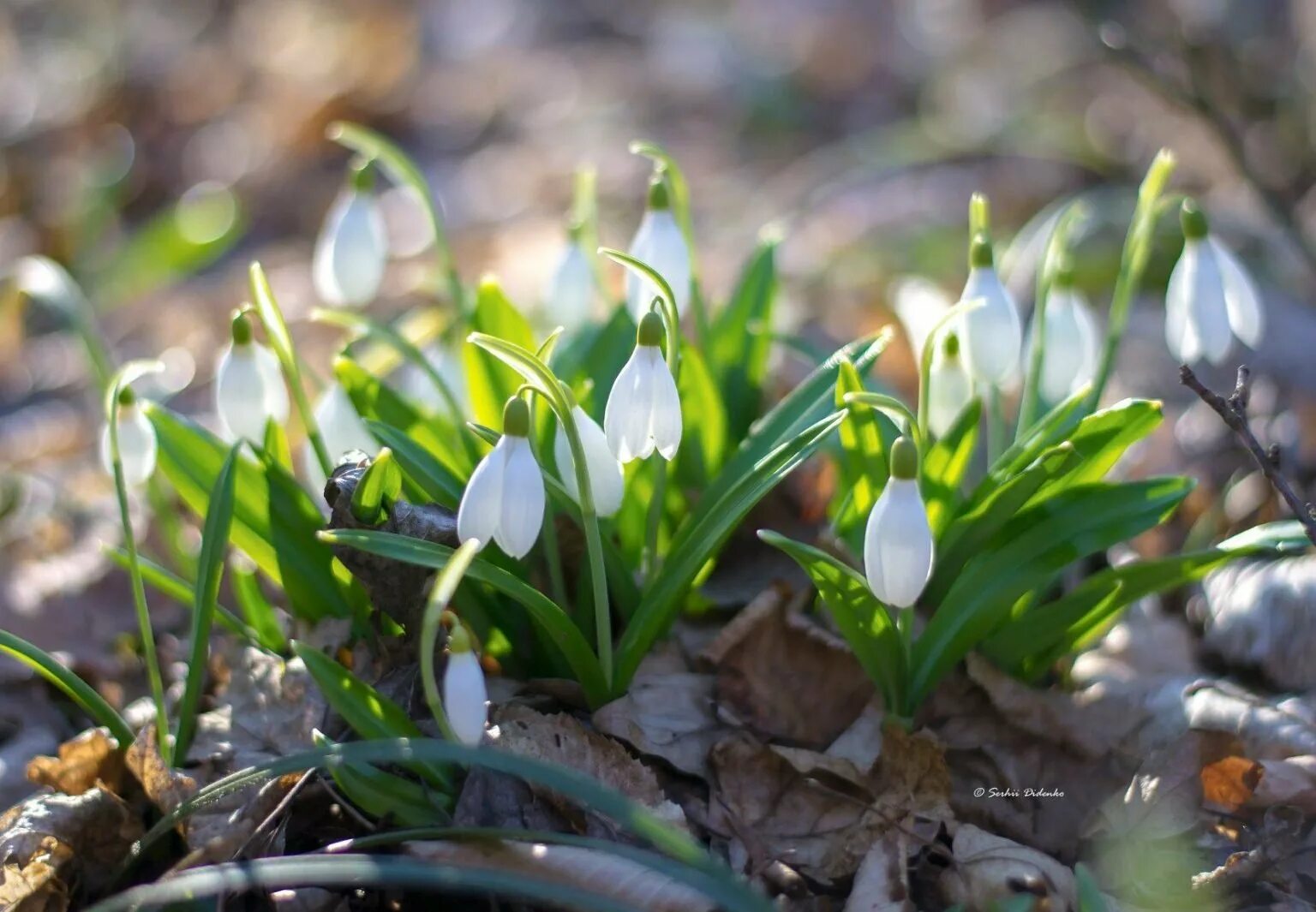 весеннее утро. Spring проталины подснежники. первоцветы галантусы. доброе утро подснежники картинки. с добрым утром подснежники.