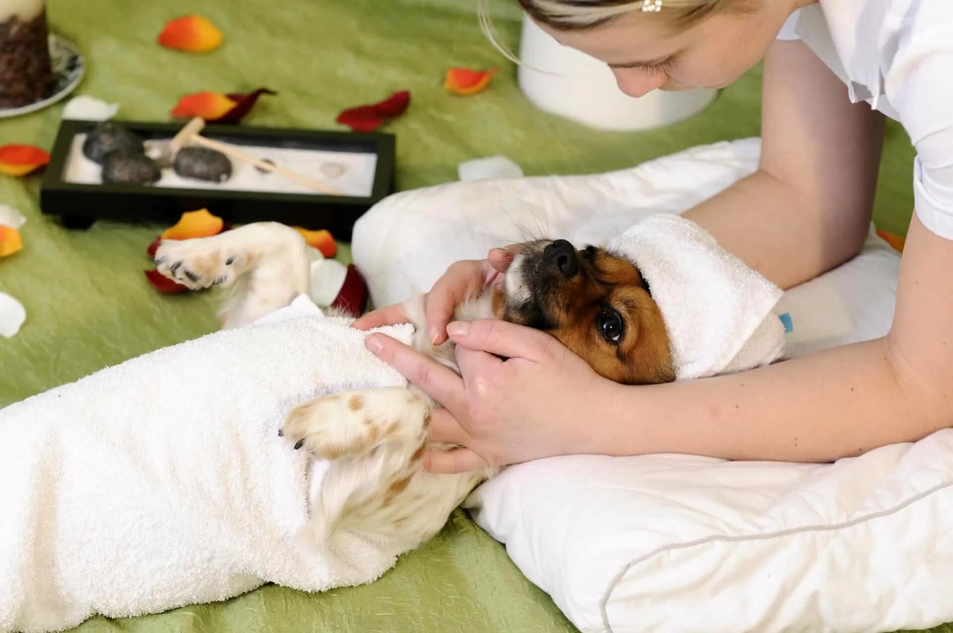 Pet spa. Собака спа процедуры. Спа для животных. Косметические процедуры для животных. Собака в спа салоне.