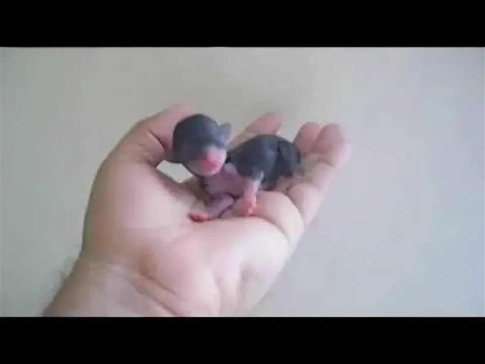 Épinglé sur Animal Pet