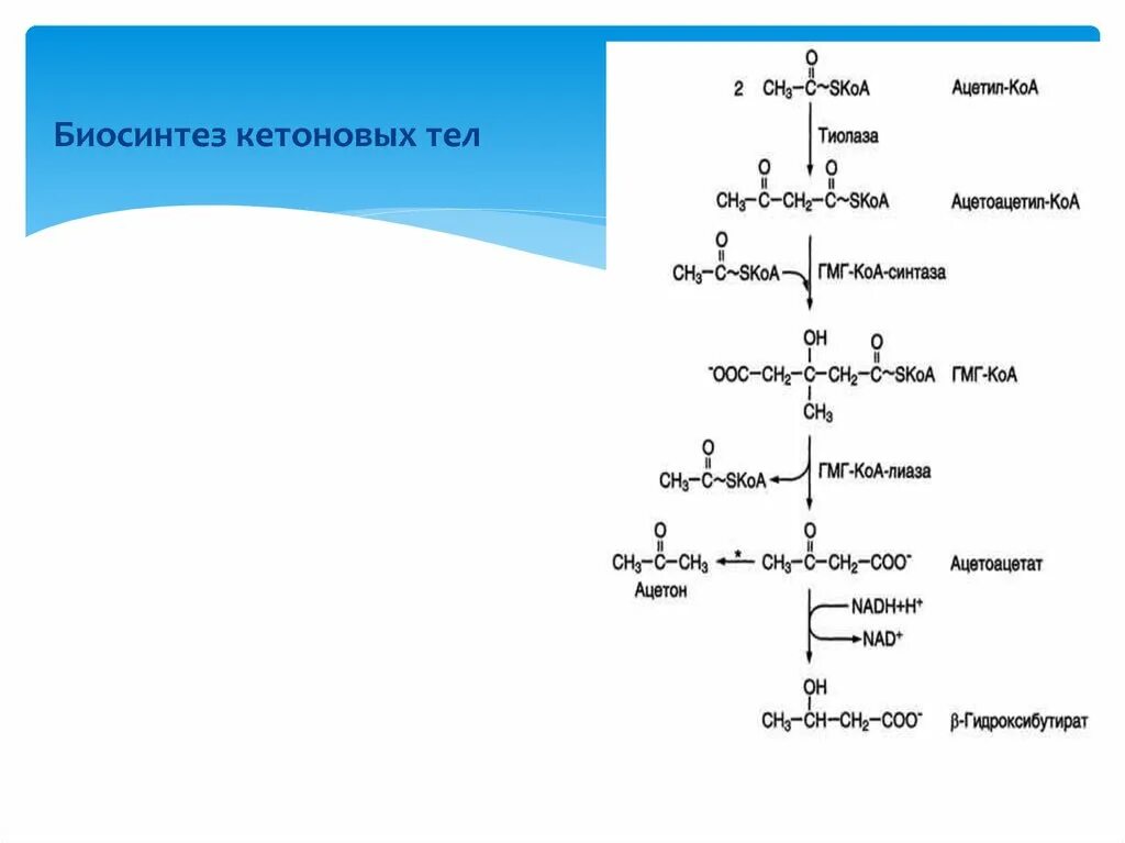 Окисление в биосинтезе. Биосинтез кетоновых тел биохимия. Химические реакции синтеза кетоновых тел. Схема биосинтеза кетоновых тел. Биосинтез и использование кетоновых тел биохимия.