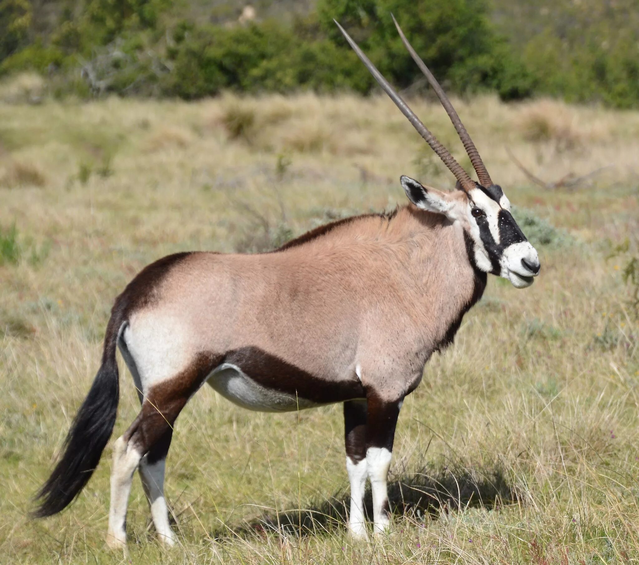 Антилопа зебу. Гемсбок (орикс). Вид антилопы сканворд. Сахарский орикс. Саблерогая антилопа.