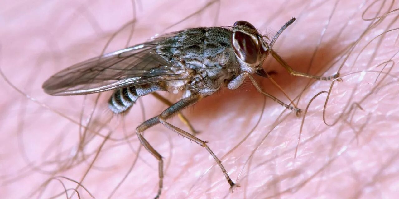 Tsetse fly. Муха ЦЕЦЕ. Муха ЦЕЦЕ В Африке. Сонная болезнь Муха ЦЕЦЕ. Муха ЦЕЦЕ зеленая.