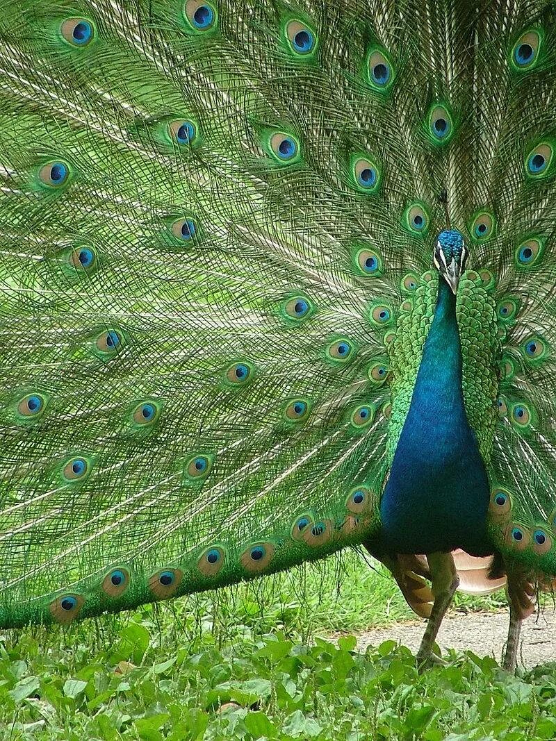 Где живут павлины. Павлин (Pavo cristatus). Синекрылый Павлин. Павлин бронзовый Буфорда. Павлин - Peacock.