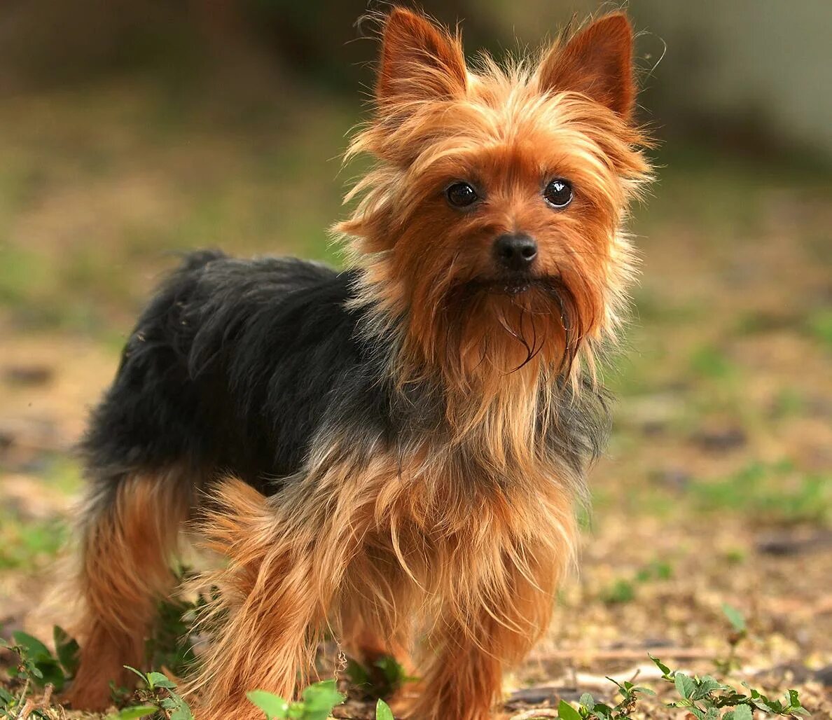 Йоркширский терьер мини. Teacup йоркширский терьер. Миники собаки. Карликовый йоркширский интерьер. Миники собаки.