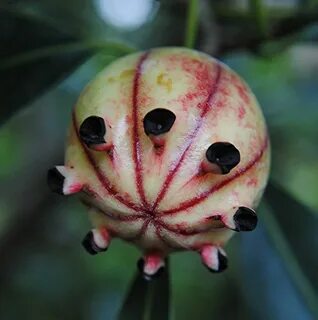 Strange fruit