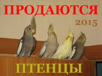 Адаптация кореллы