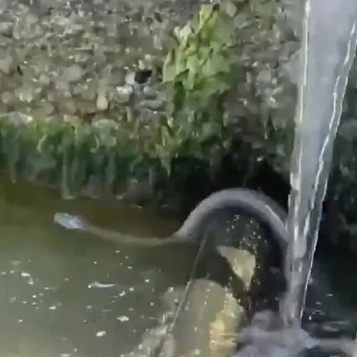 Змеи в анапе в море. В Анапе выплыла огромная змея. Водяные змеи в Анапе. Гигантская змея. Огромная змея в Анапе.