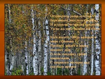 Песня березовый ситец
