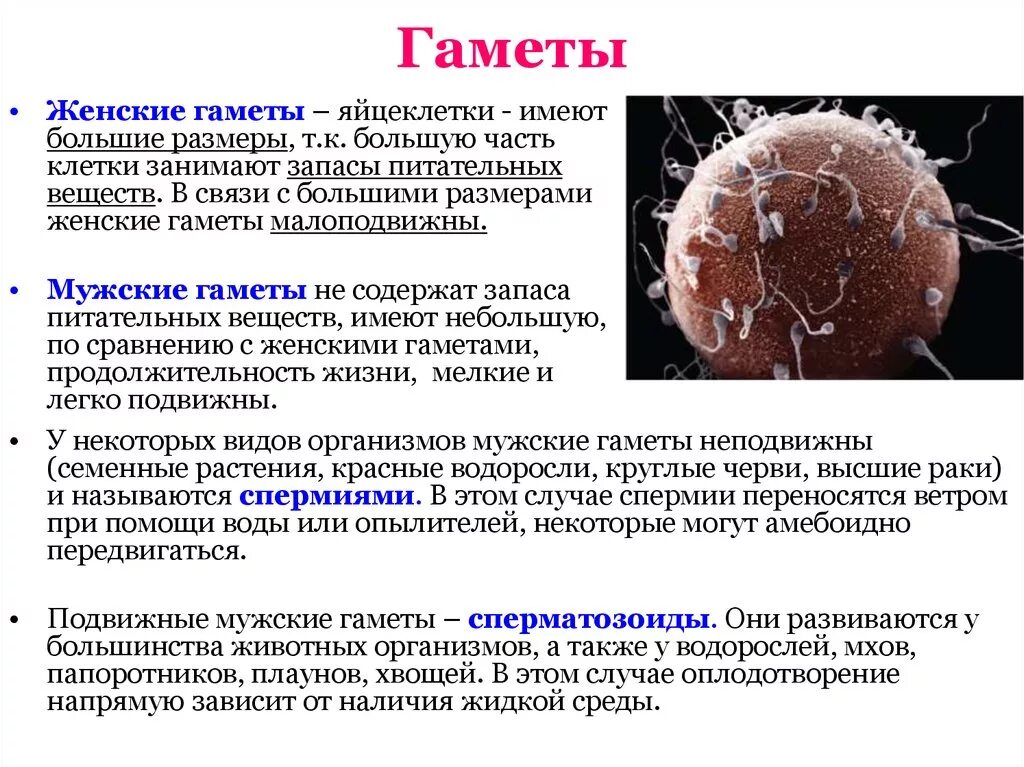 Содержит мужские гаметы